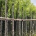 3-10公分香樟树