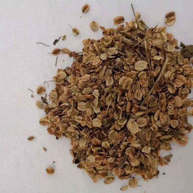 精品白芷籽白芷种子产地直发品质保证量大从优