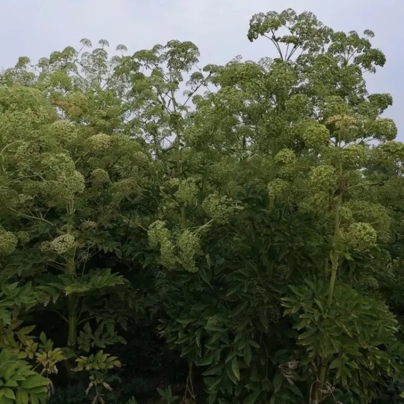 精品白芷籽白芷种子产地直发品质保证量大从优