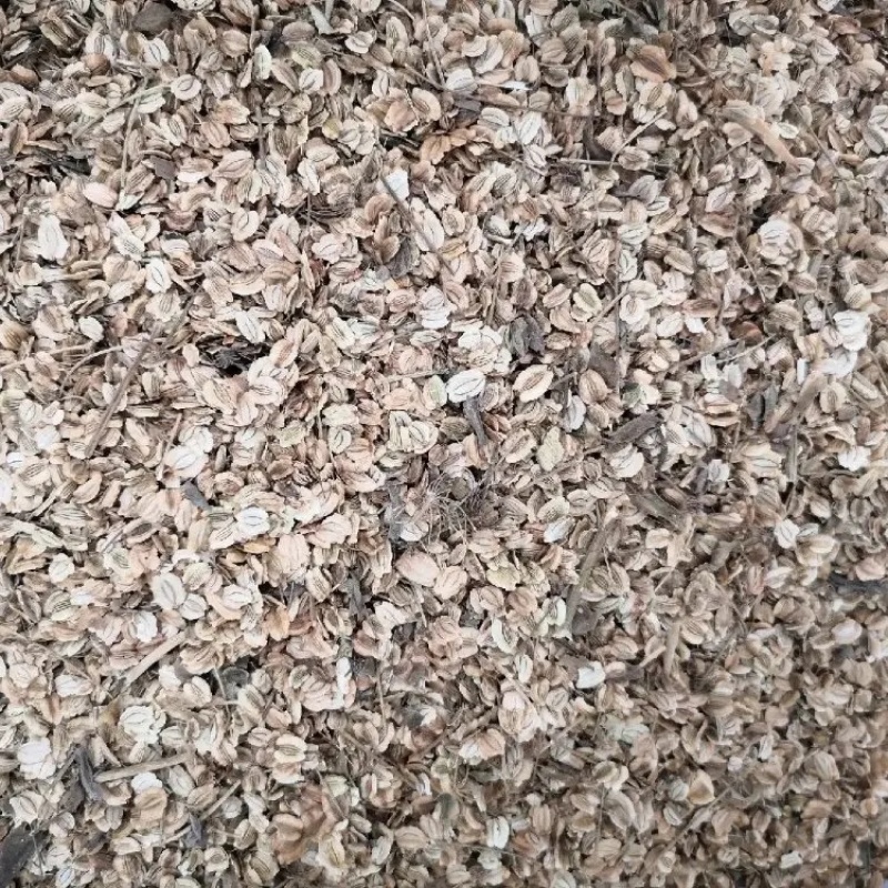 精品白芷籽白芷种子产地直发品质保证量大从优