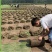 台湾草果岭草马尼拉百慕大