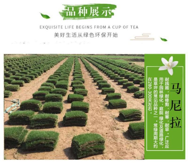 台湾草果岭草马尼拉百慕大