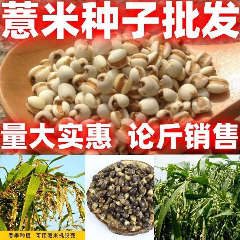 新货种子薏苡仁种子薏苡仁籽去壳薏米直接熬粥
