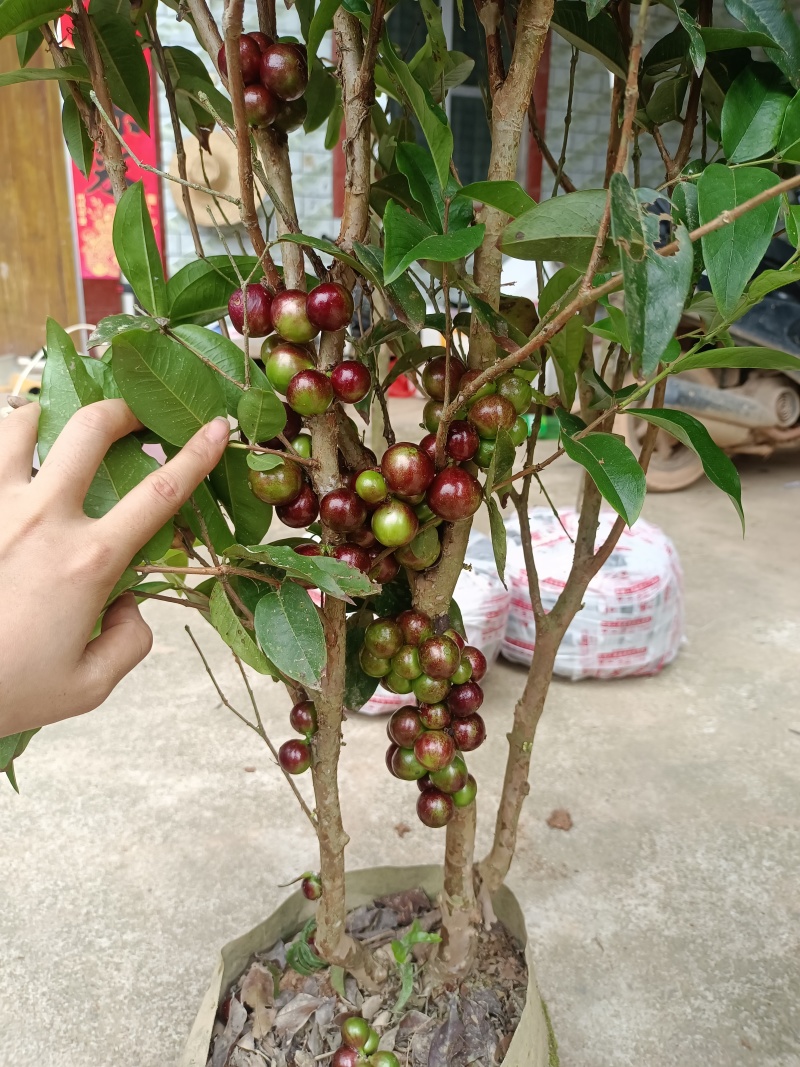 嘉宝果苗，大苗带花苞发货