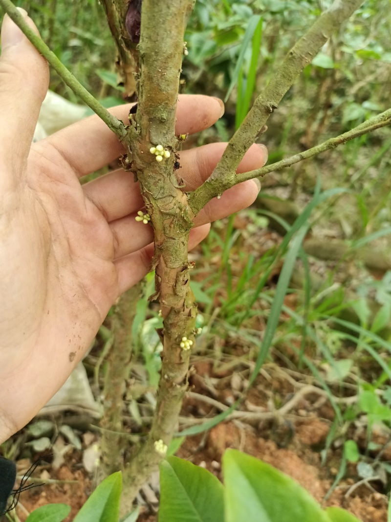 嘉宝果苗，大苗带花苞发货