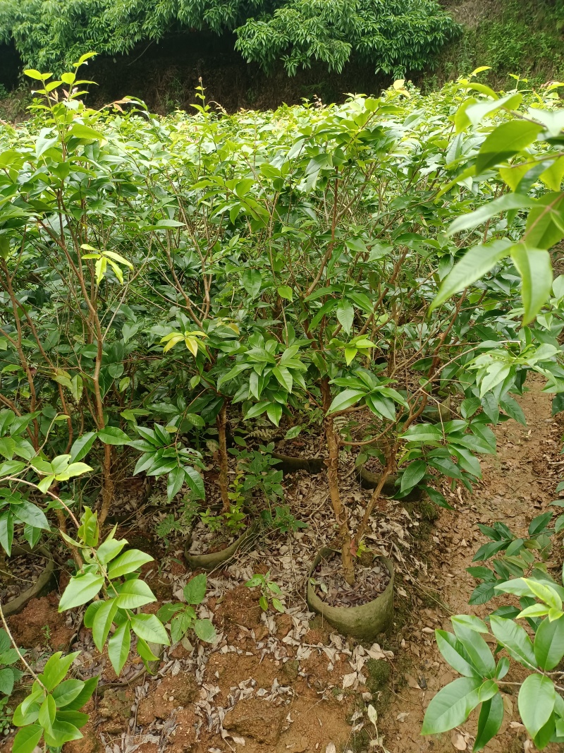 嘉宝果苗，大苗带花苞发货