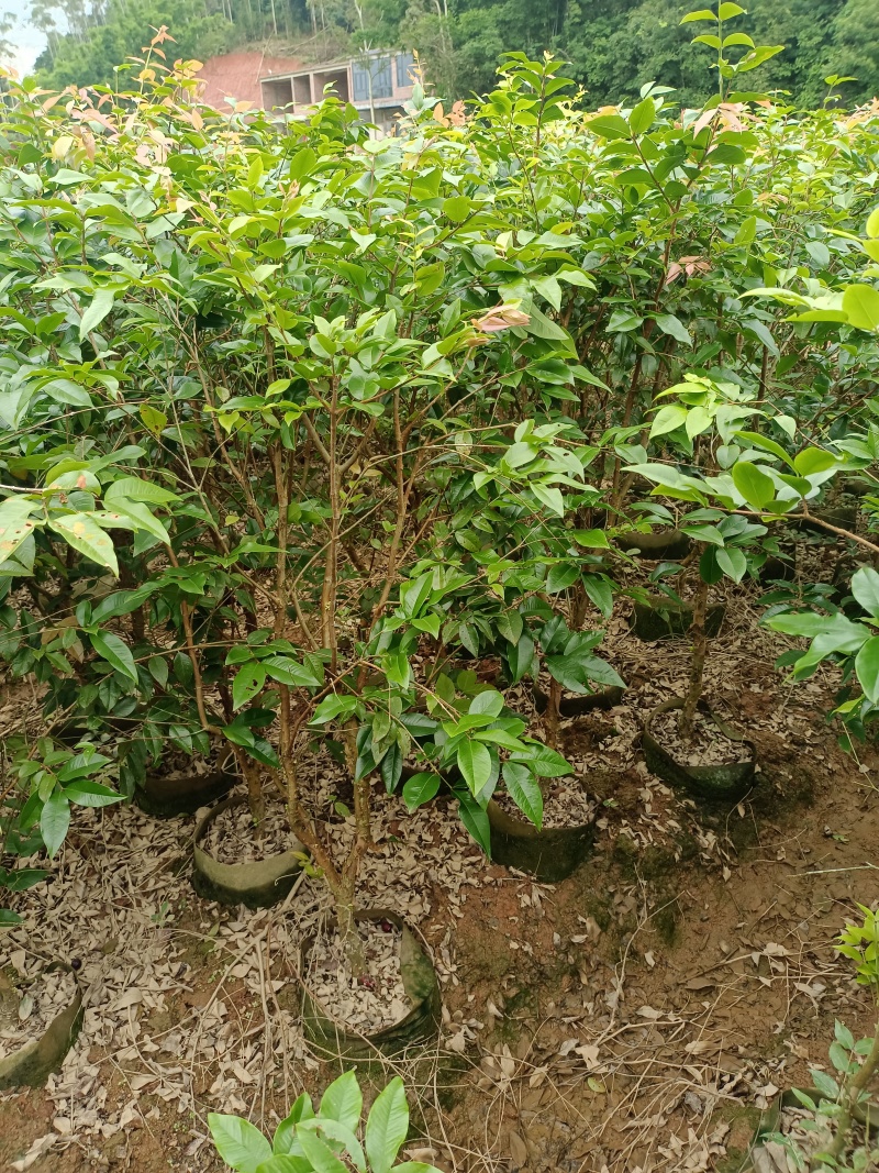 嘉宝果苗，大苗带花苞发货