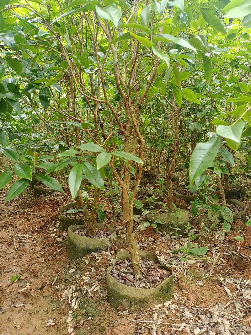 嘉宝果苗，大苗带花苞发货