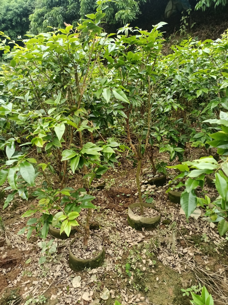 嘉宝果苗，大苗带花苞发货