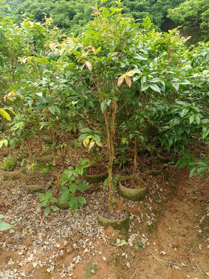 嘉宝果苗，大苗带花苞发货