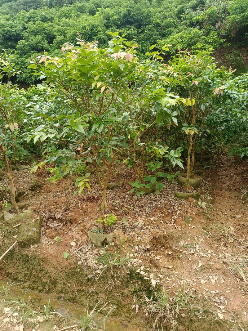 嘉宝果苗，大苗带花苞发货