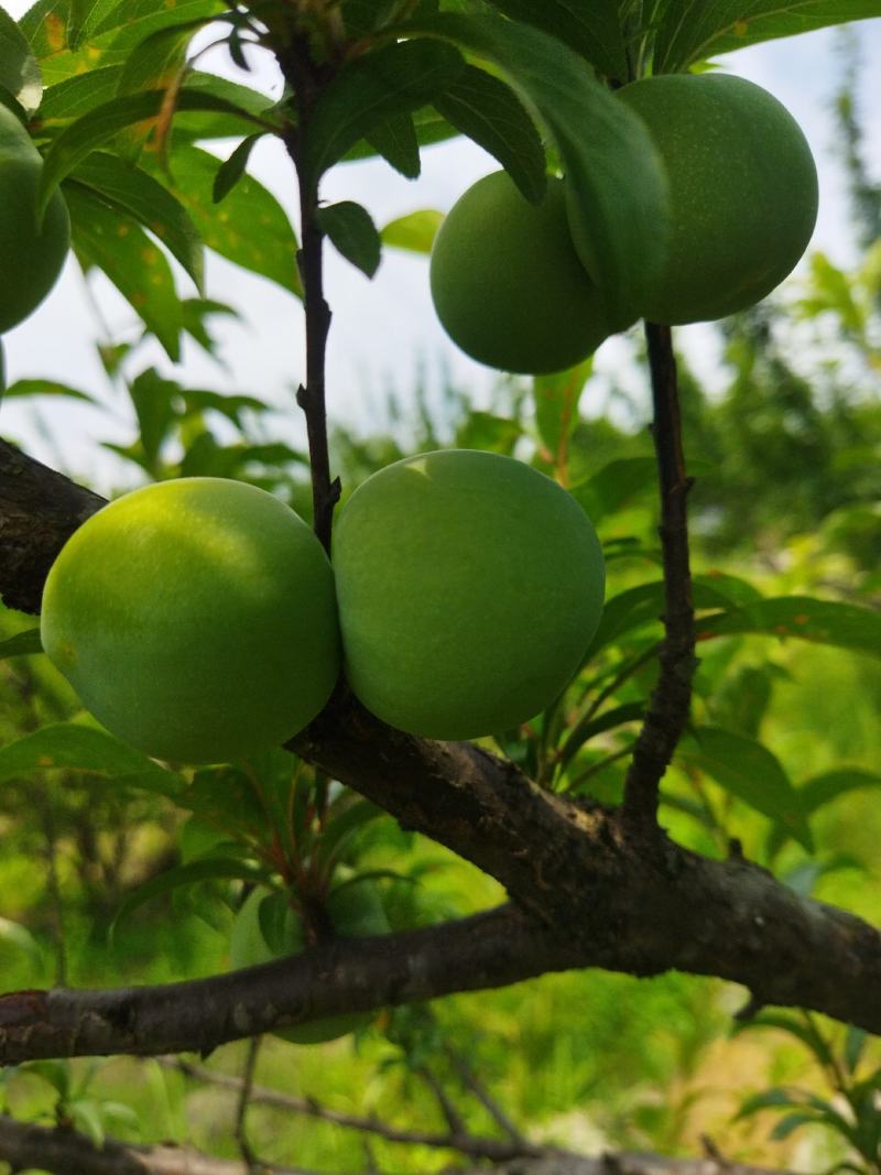 李子