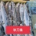 3号秋刀鱼新鲜鲜活冷冻大号海捕深海鱼秋刀鱼烧烤食材香煎秋
