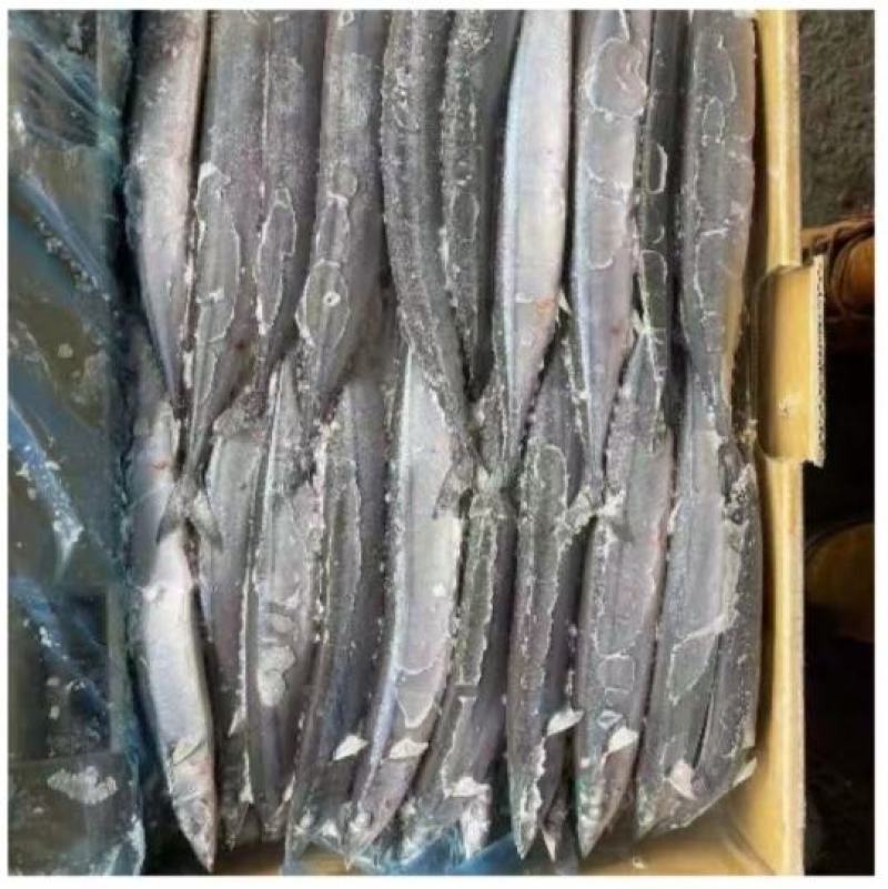 3号秋刀鱼新鲜鲜活冷冻大号海捕深海鱼秋刀鱼烧烤食材香煎秋