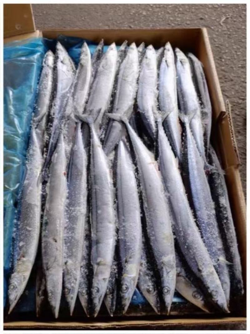 3号秋刀鱼新鲜鲜活冷冻大号海捕深海鱼秋刀鱼烧烤食材香煎秋