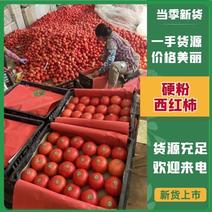 精品硬粉西红柿产地供应大量供货可发货超市市场全国