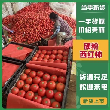 精品硬粉西红柿产地供应大量供货可发货超市市场代发全国