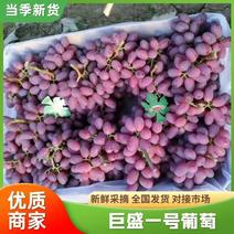 精品葡萄巨盛一号葡萄大量供货中量大从优质量保证欢迎咨询