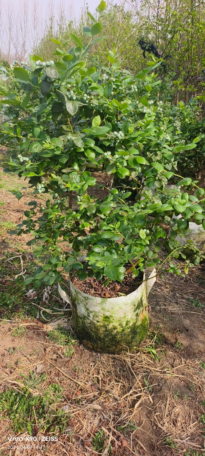 F6蓝莓苗L25蓝莓苗组培脱毒育苗基地直发