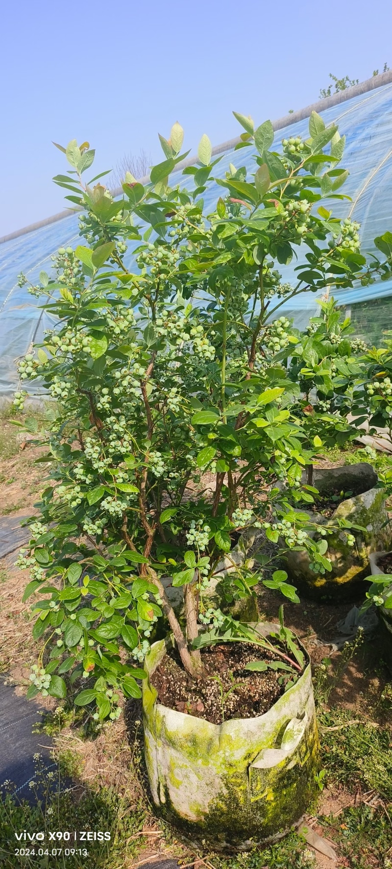 L25蓝莓苗蓝莓苗组培脱毒育苗基地直发