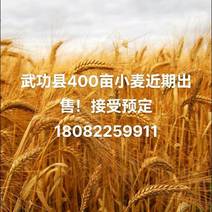 武功县400亩小麦接受预定。