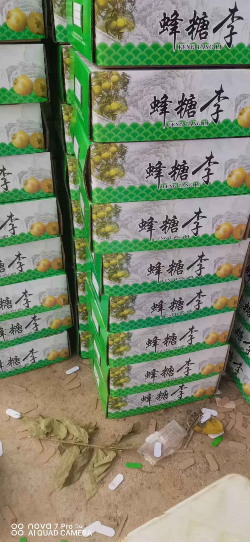 正宗蜂糖李大量供应贵州产地直发，量大从优，欢迎咨询联系。