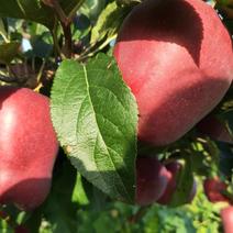 陕西白水花牛苹果大量上市支持一件代发保质保量各种规格电联