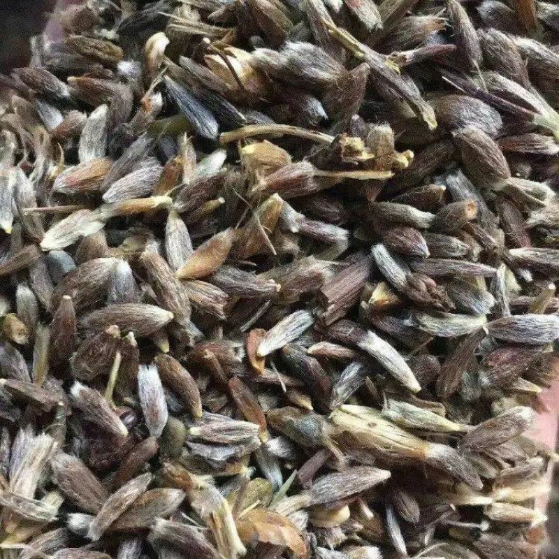 精品苍术籽苍术种子大量上市品质保证量大从优欢迎联