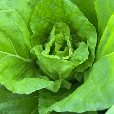 龙年的快菜🥳