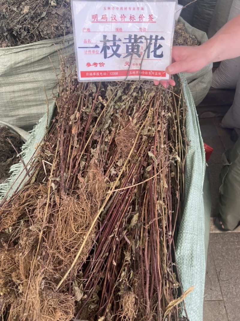 一枝黄花