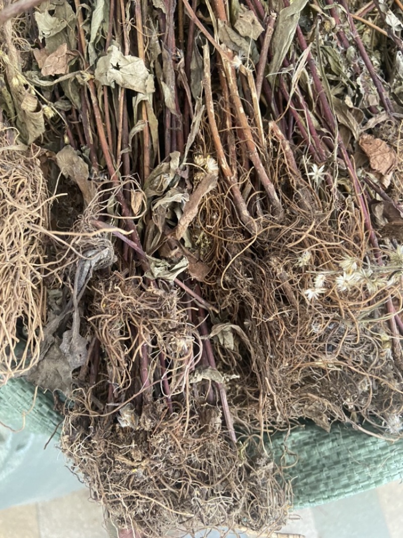一枝黄花