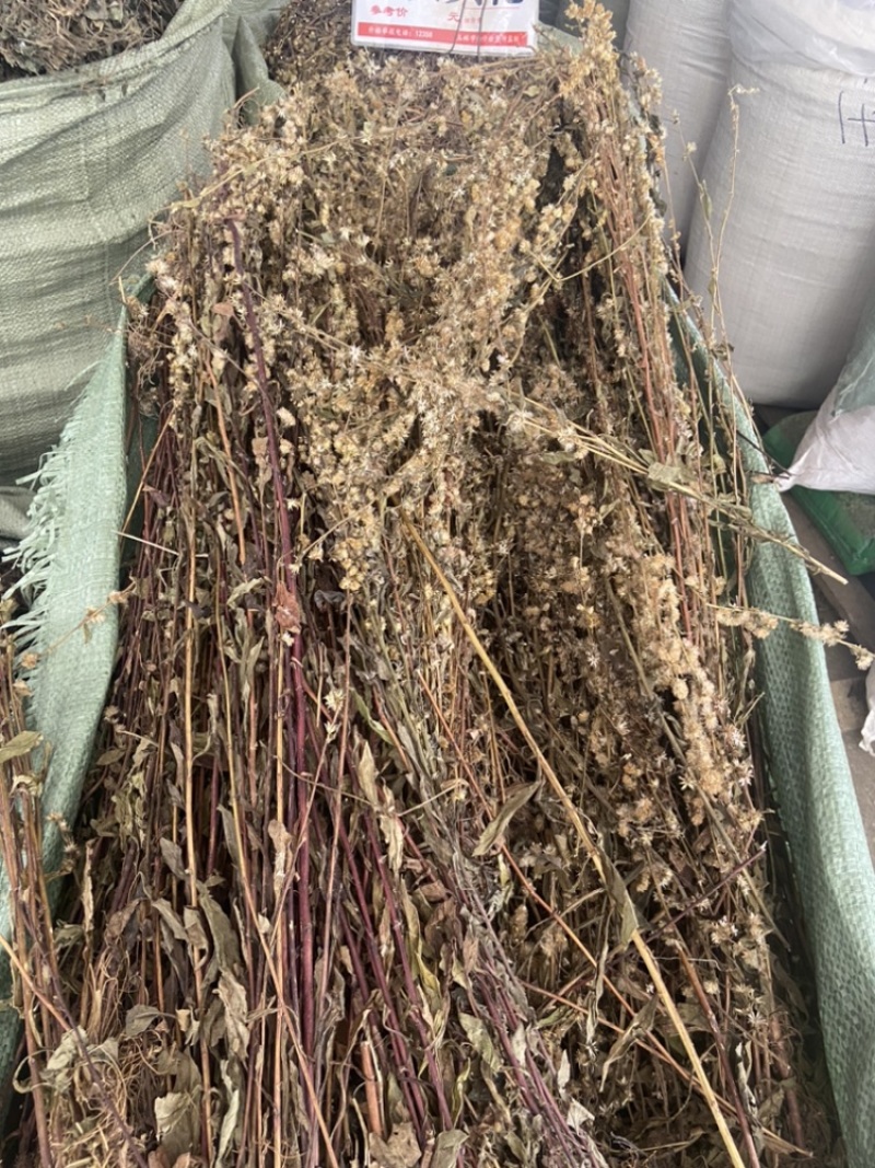 一枝黄花