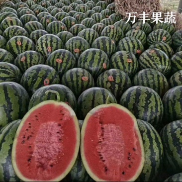 山东惠民甜王西瓜万亩基地直供沙土地种植保熟保甜！