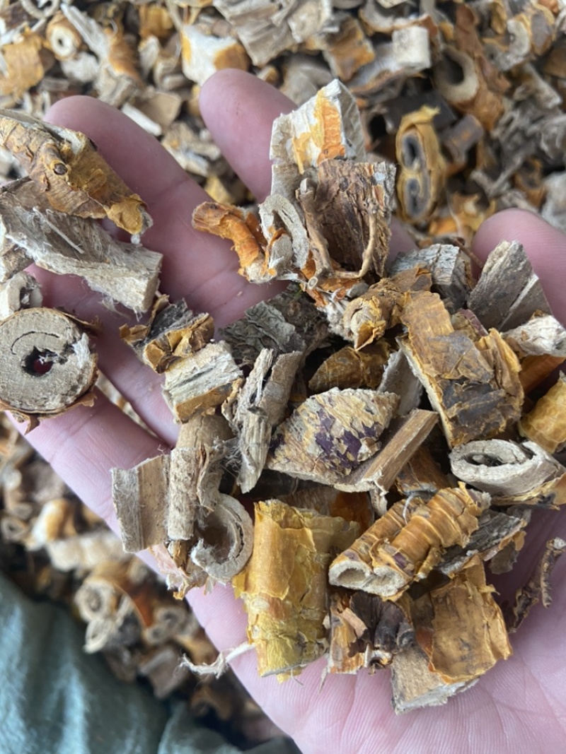 桑白皮