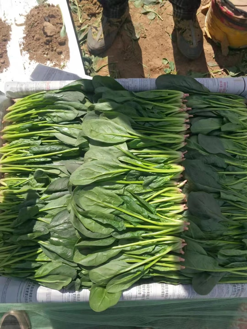 内蒙菠菜上市，持续供货，物美价廉，可订装，欢迎新老朋友订