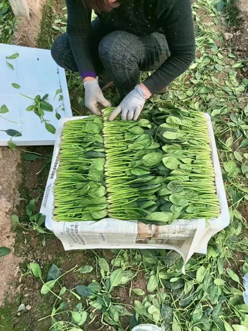 内蒙菠菜上市，持续供货，物美价廉，可订装，欢迎新老朋友订
