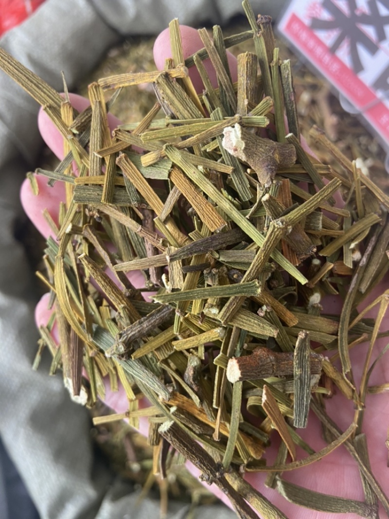 桑寄生