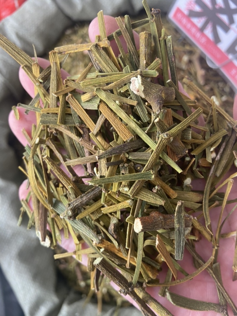 桑寄生