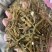 桑寄生