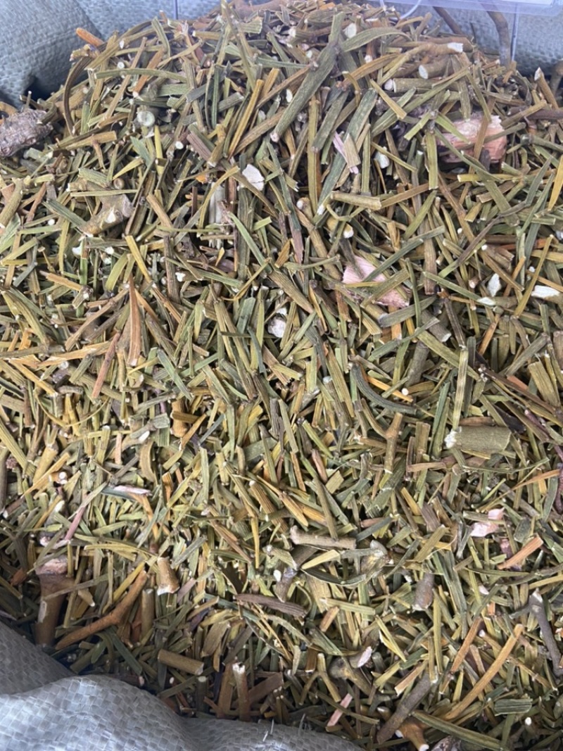 桑寄生