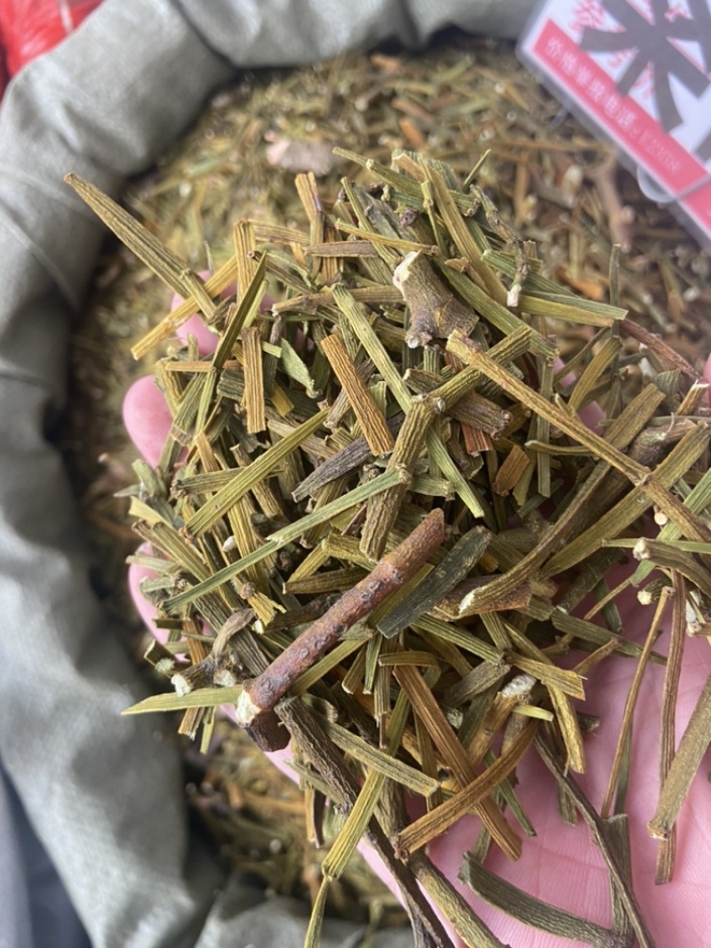 桑寄生