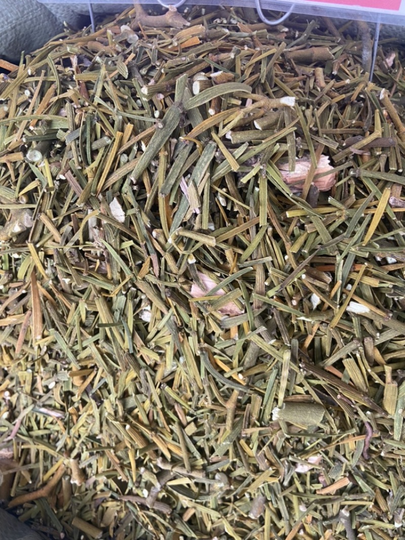 桑寄生
