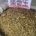 桑寄生