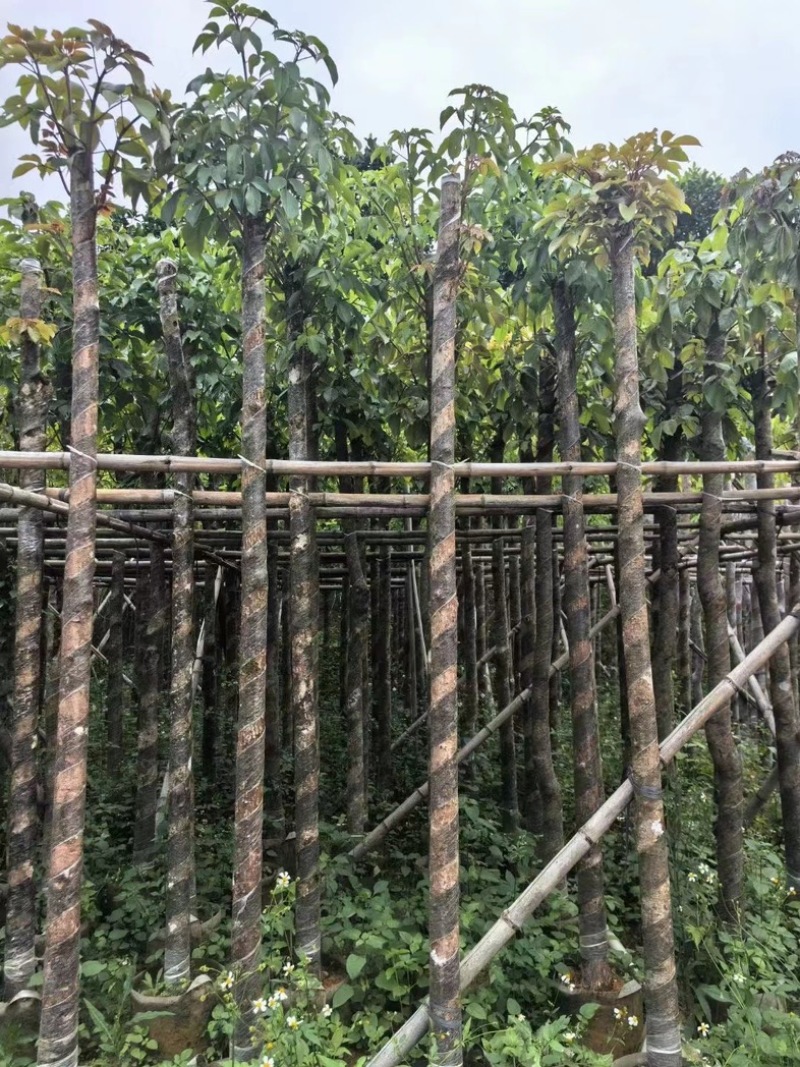 重阳木7～12公分基地直销规格齐全欢迎老板来电咨询