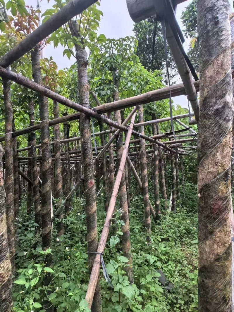 重阳木7～12公分基地直销规格齐全欢迎老板来电咨询
