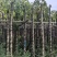 重阳木7～12公分基地直销规格齐全欢迎老板来电咨询