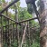 重阳木7～12公分基地直销规格齐全欢迎老板来电咨询