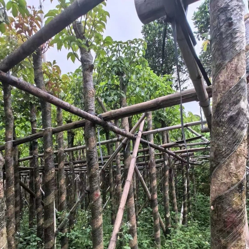重阳木7～12公分基地直销规格齐全欢迎老板来电咨询