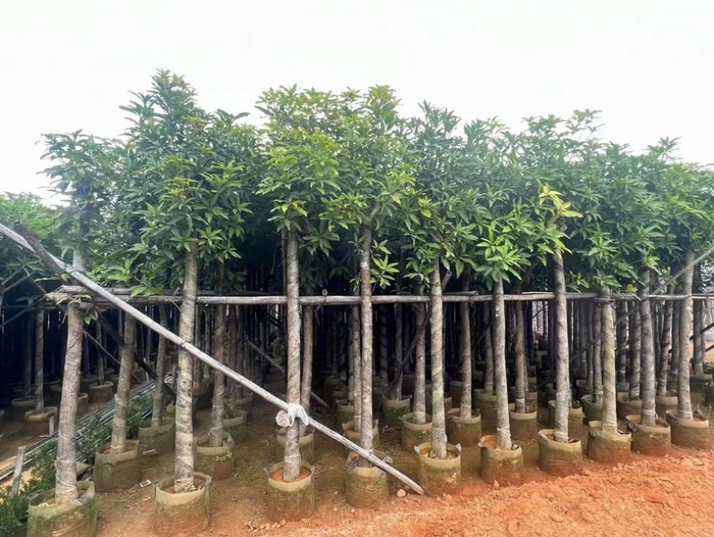 截杆芒果树5～10公分基地直销规格齐全欢迎老板来电
