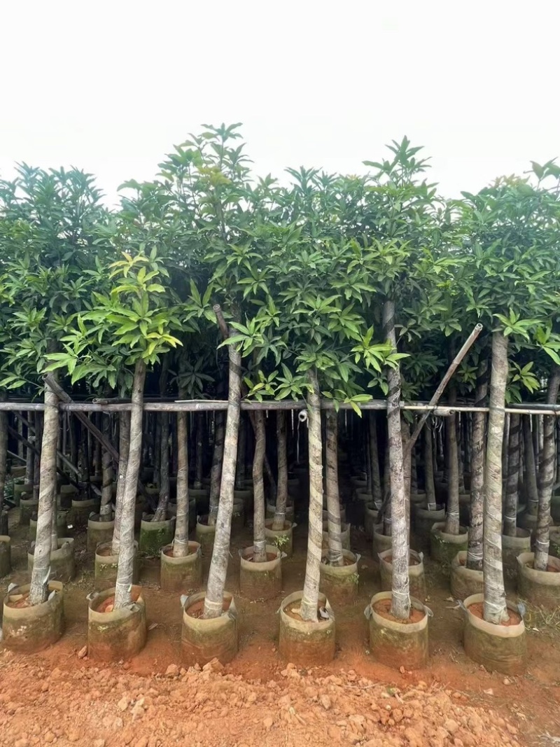 截杆芒果树5～10公分基地直销规格齐全欢迎老板来电